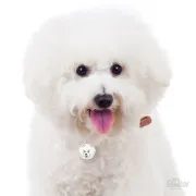 Снимка на My Family Dog Tag - Ръчно изработен адресник ,Bichon Frise Dog за кучета 2.7 см/ 2.6 см. 2