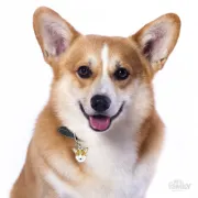 Снимка на My Family Dog Tag - Ръчно изработен адресник ,Welsh Corgi Cardigan Dog за кучета 2.7 см/ 2.6 см. 2