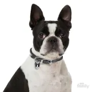 Снимка на My Family Dog Tag - Ръчно изработен адресник ,Boston Terrier Dog за кучета 2.6 см/ 2.1 см. 2