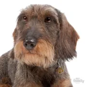Снимка на My Family Dog Tag - Ръчно изработен адресник ,Dachshund Brown Dog за кучета 2.7 см/ 2.2 см. 2