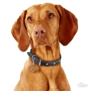 Снимка на My Family Dog Tag - Ръчно изработен адресник ,Vizsla Dog за кучета 3.4 см/ 2.4 см. 2
