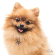 Снимка на My Family Dog Tag - Ръчно изработен адресник ,Pomeranian Dog за кучета 2.5 см/ 2.3 см. 2