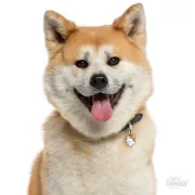Снимка на My Family Dog Tag - Ръчно изработен адресник ,Shina Inu Dog за кучета 3.2 см/ 2.5 см. 2