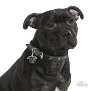 Снимка на My Family Dog Tag - Ръчно изработен адресник ,American Staffordshire Dog за кучета 3.9 см/ 2.8 см. 2