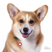 Снимка на My Family Dog Tag - Ръчно изработен кръга адресник със сърце , за кучета 3.93 см/ 3.17 см. червен 2