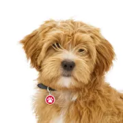 Снимка на My Family Dog Tag - Ръчно изработен кръга адресник с лапа , за кучета 3.93 см/ 3.17 см. червен 2