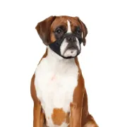 Снимка на Duvo Plus Safety Dog Shirt Muzzle - Регулируем намордник за кучета с по-къса муцуна 51-71 см. 1