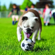 Снимка на Kong Sport Balls Large - Кучешка играчка - здрави топки за игра , различни цветове 8.5 см. 2