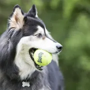 Снимка на Kong Squeaker Tennis Ball XL - Тенис топка за кучета с пискюл 10 см. 3