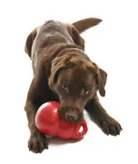 Снимка на Kong Bounzer Dog Toy L - Кучешка играчка за дъвчене от здрав каучук 20 см. 2