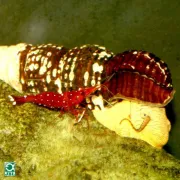 Снимка на JBL Biotopol C - Препарат за стабилизиране и поддръжка на водата на ракообразни и скариди 100 мл. 2