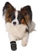 Снимка на Trixie Walker Care Comfort Protective Boots Small - Предпазни обувки за кучета, 2 броя 4