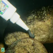 Снимка на JBL HARU – Лепило черно, може да се използва и във водата, спукани аквариуми или тръби, декорации (застопоряване на камъни, корали, корени и др 80 мл. 2