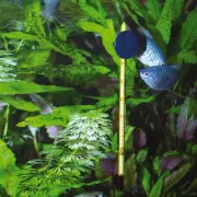 Снимка на JBL Aquarium Thermometer Slim - Стъклен термометър за аквариуми, 0-50 градуса 15 см. 2