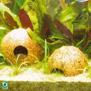 Снимка на JBL Cocos Cava 1/2 L - къщичка от кората на кокосов орех за хвърлене на хайвер и за криене за рибки 2