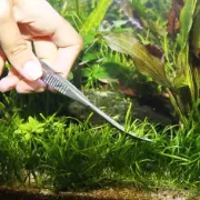 Снимка на JBL ProScape Tool S 16 straight -ножици с пружина за мъхове и тревни площи в аквариуми 16 см. 3