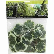 Снимка на Savannah Congo Jungle Vine - Декоративно растения за терариум, 2.6 м. 1