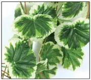 Снимка на Savannah Congo Jungle Vine - Декоративно растения за терариум, 2.6 м. 2