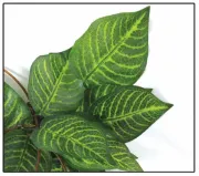 Снимка на Savannah Artificial Silk Plant for Terrarium Cruise Jungle - Декоративно растения за терариум, 2.6 м. 2