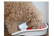Снимка на Ferplast Lindo - Комплект за хранене за кучета и котки, поставка с две купи за храна и вода х 300 мл. 3
