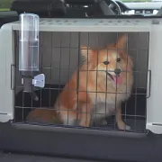Снимка на Ferplast Drinky Dog 0,6L - Поилка за кучета със специално прикрепяне към транспортна чанта, 600 мл. 2