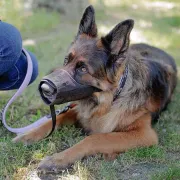 Снимка на Ferplast Muzzle Safe XL Black - Регулируем намордник за големи кучета като порода ротвайлер, A: 50÷80 см- B: 24÷34 см - C: 15 см.- черен 2