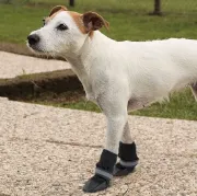 Снимка на Ferplast Dogs Shoes Medium - Защитни обувки тип чорап за кучета, 2 броя, 7 x 8 x h 9 см. - черни 2