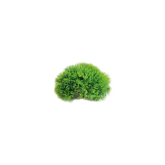 Снимка на Flamingo Mossball - Декоративно растение за аквариуми , 5 см.