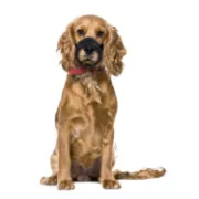 Снимка на Flamingo Muzzle soft Large - Регулируем намордник за кучета, 49-80 см., обиколка на носа - 25-32 см. 2