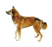 Снимка на Trixie Protective Pants XL - Регулируеми защитни гащи за разгонени кучета, 60-70 см. 2