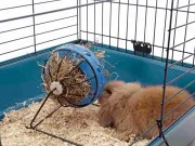 Снимка на Savic Bunny toy - Играчка-хранилка за сено + отделение за снаскс, за зайци, морски свинчета и други гризачи, 20/20/20 см. 2