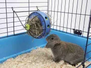 Снимка на Savic Bunny toy - Играчка-хранилка за сено + отделение за снаскс, за зайци, морски свинчета и други гризачи, 20/20/20 см. 3