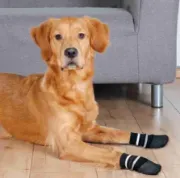 Снимка на Trixie Dog Socks XL - Меки кучешки чорапи с гумено неплъзгащо покритие, 2 броя 2