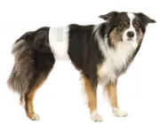 Снимка на Trixie Diapers for Male Dogs M-L - Памперс / пелена за мъжки кучета,регулируем, 46-60 см. - 12 броя 2