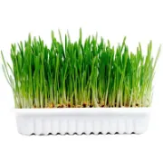 Снимка на Duvo Cat grass kit - Комплект за отглеждане на здрава котешка трева, 70 гр. 2