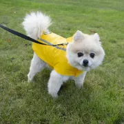 Снимка на Duvo Plus Water- and wind-resistant rain coat Large - Кучешки дъждобран/ палто с качулка, 60 см. 2