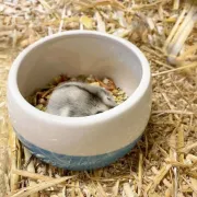 Снимка на Duvo Plus Smurfs Harmony - Глинена купа за зайци и гризачи, 800 мл. 2