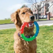 Снимка на KONG Twistz Ring - Забавна и издръжлива играчка за кучета 2