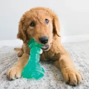 Снимка на KONG Dental Squeezz M - Дентален кокал за кучета масажиращ венците и почиства зъбите 1