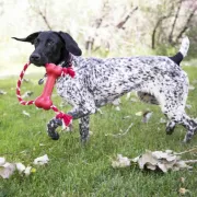 Снимка на KONG GOODIE BONE with rope M- Гумен кокал с въже за кучета, 18.42 см. 2