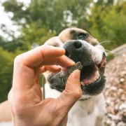 Снимка на Duvo Soft! Eco Veggie - Меки лакомства за кучета от спанак и тиква, 500 гр 2