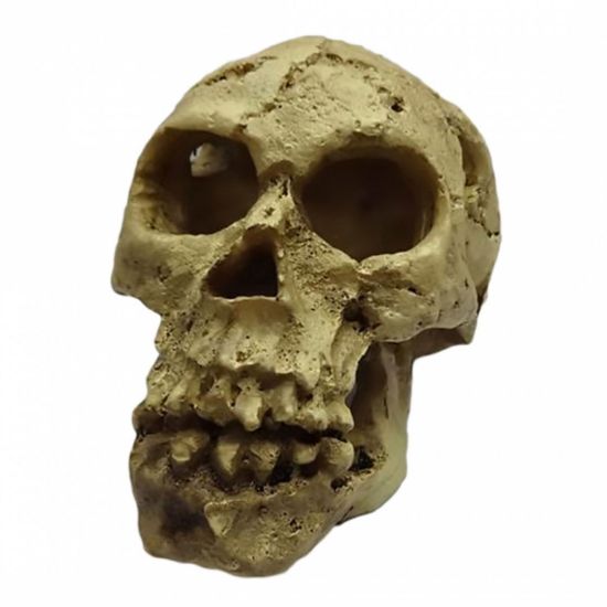Снимка на Duvo Plus Decoration Skull - Декор за аквариуми , череп - 10,5x7x7,5 см.