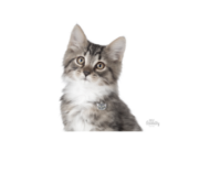 Снимка на My Family Cat Tag  - Ръчно изработен адресник , Европейска късокосместа котка, за котки 2.5 см/ 2.0 см. 2
