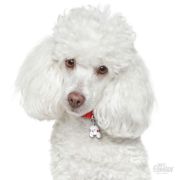 Снимка на My Family Dog Tag  - Ръчно изработен адресник , Poodle Dog за кучета 2.5 см/ 2.3 см. бял 2