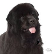 Снимка на My Family Dog Tag  - Ръчно изработен адресник , Newfoundland Dog за кучета 3.4 см/ 3.3 см. 1