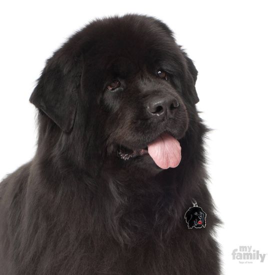 Снимка на My Family Dog Tag  - Ръчно изработен адресник , Newfoundland Dog за кучета 3.4 см/ 3.3 см.