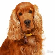 Снимка на My Family Dog Tag  - Ръчно изработен адресник , Cocker Spaniel Dog за кучета 2.5 см/ 2.9 см. 2