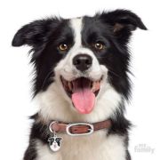 Снимка на My Family Dog Tag  - Ръчно изработен адресник , Border Collie за кучета 3.2 см/ 3.0 см. 2