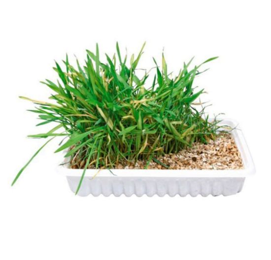 Снимка на Trixie Cat Grass - Трева за котки в купичка 100 гр.