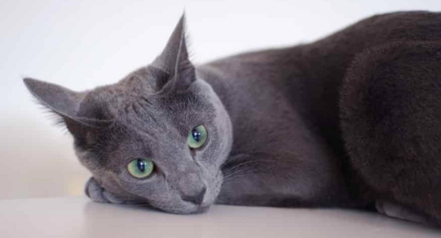 Руската синя котка